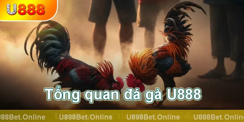 tổng quan đá gà U888