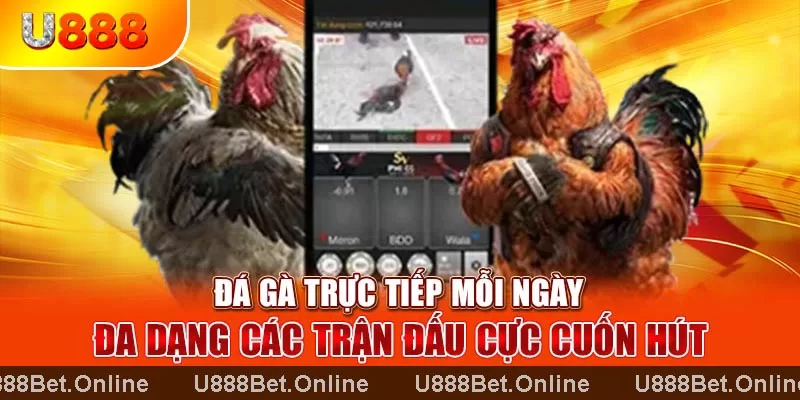 tìm hiểu đá gà Thomo là gì